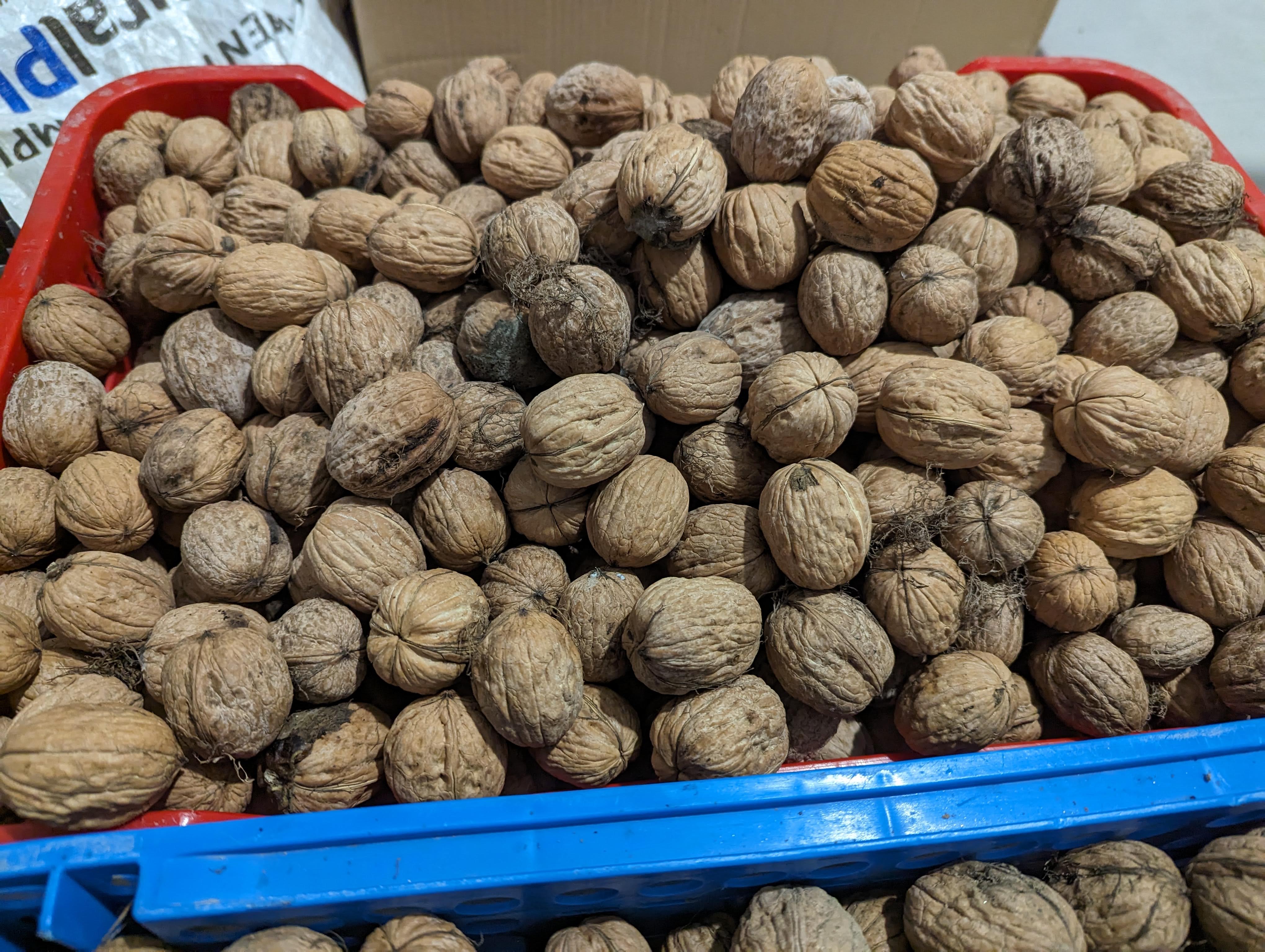 Tipos de nueces y sus características