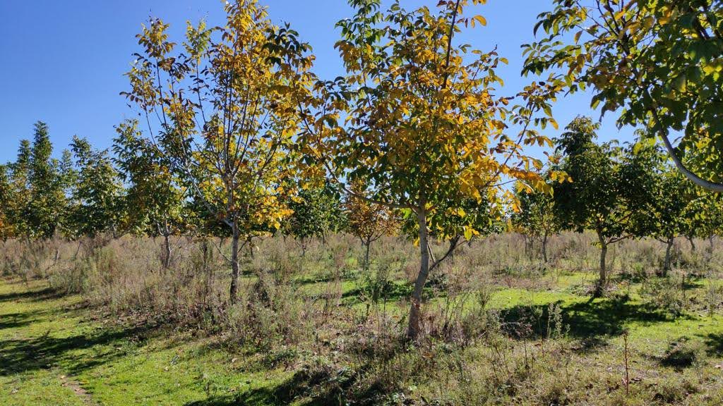 Fotos de los Nogales