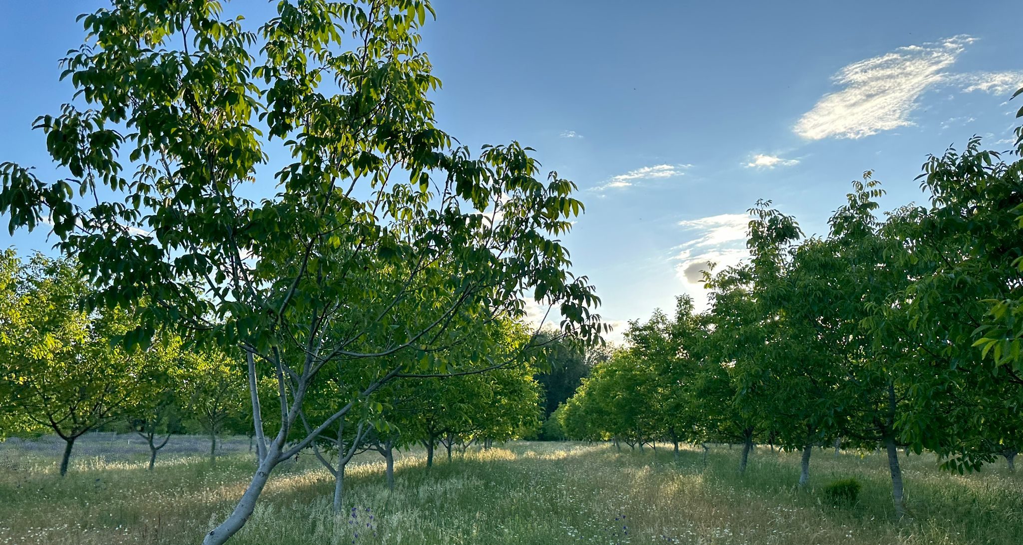 Vídeo de la plantación